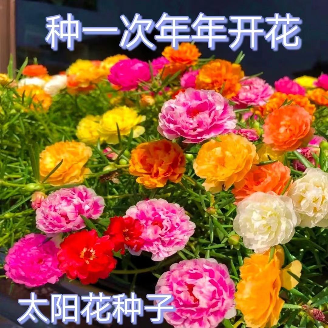 《全店满5包 包邮》太阳花种子耐热室内外四季开花好养活花卉绿植