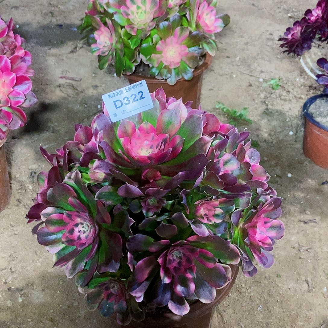 云**。多肉322000000000000