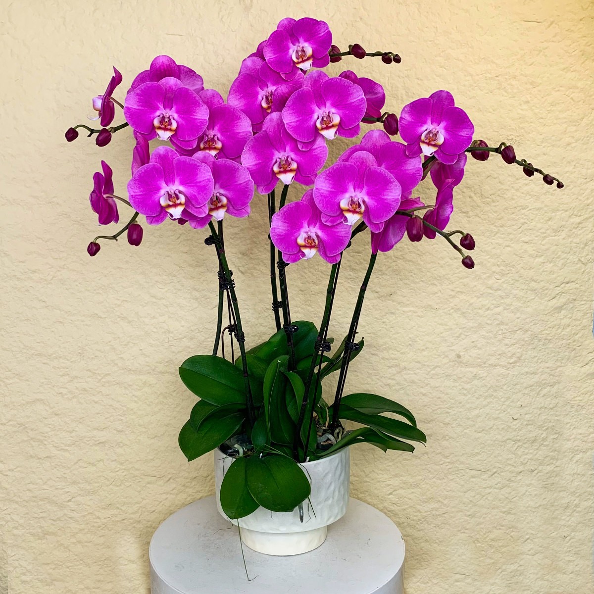 【梦幻婚礼】鲜花蝴蝶兰 紫粉色 大花型长花絮 家居花卉送礼佳品