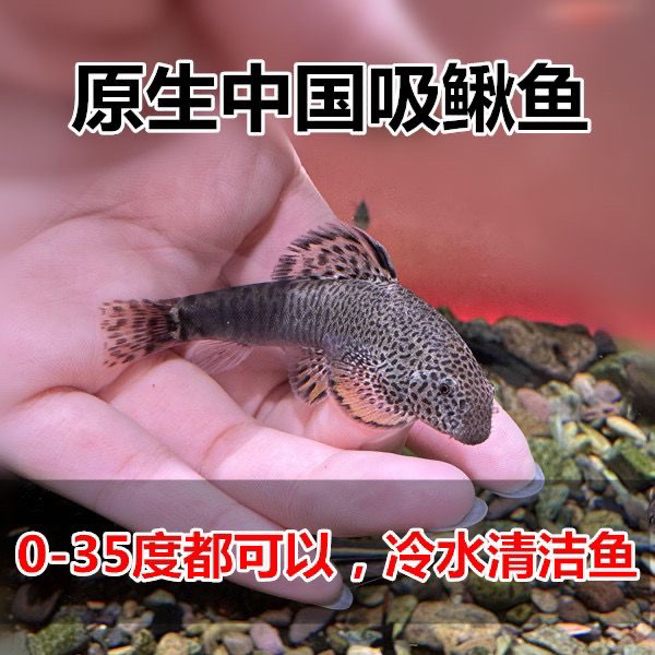 原生吸鳅鱼冷水清道夫爬岩鳅鱼缸清洁除藻擦玻璃工具鱼