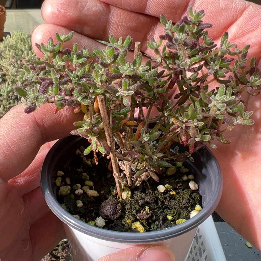 红麒麟90杯老桩福利