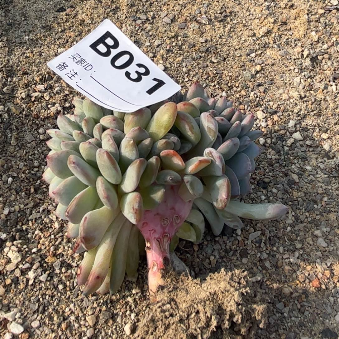 肉***子b031多肉多肉多肉多肉