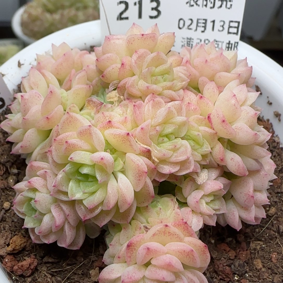 0213-213（M1-293-2）