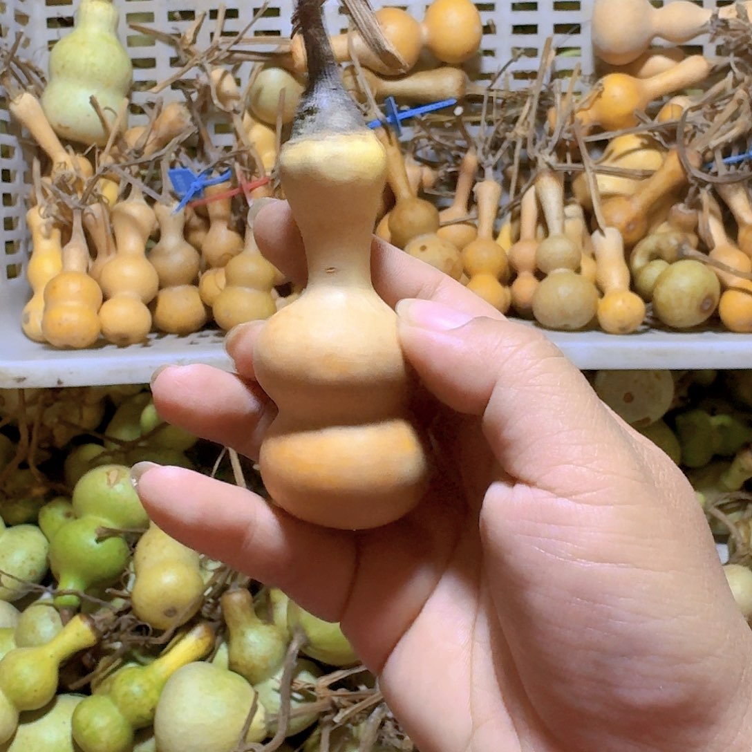 不***猫青皮葫芦不保成不退不换