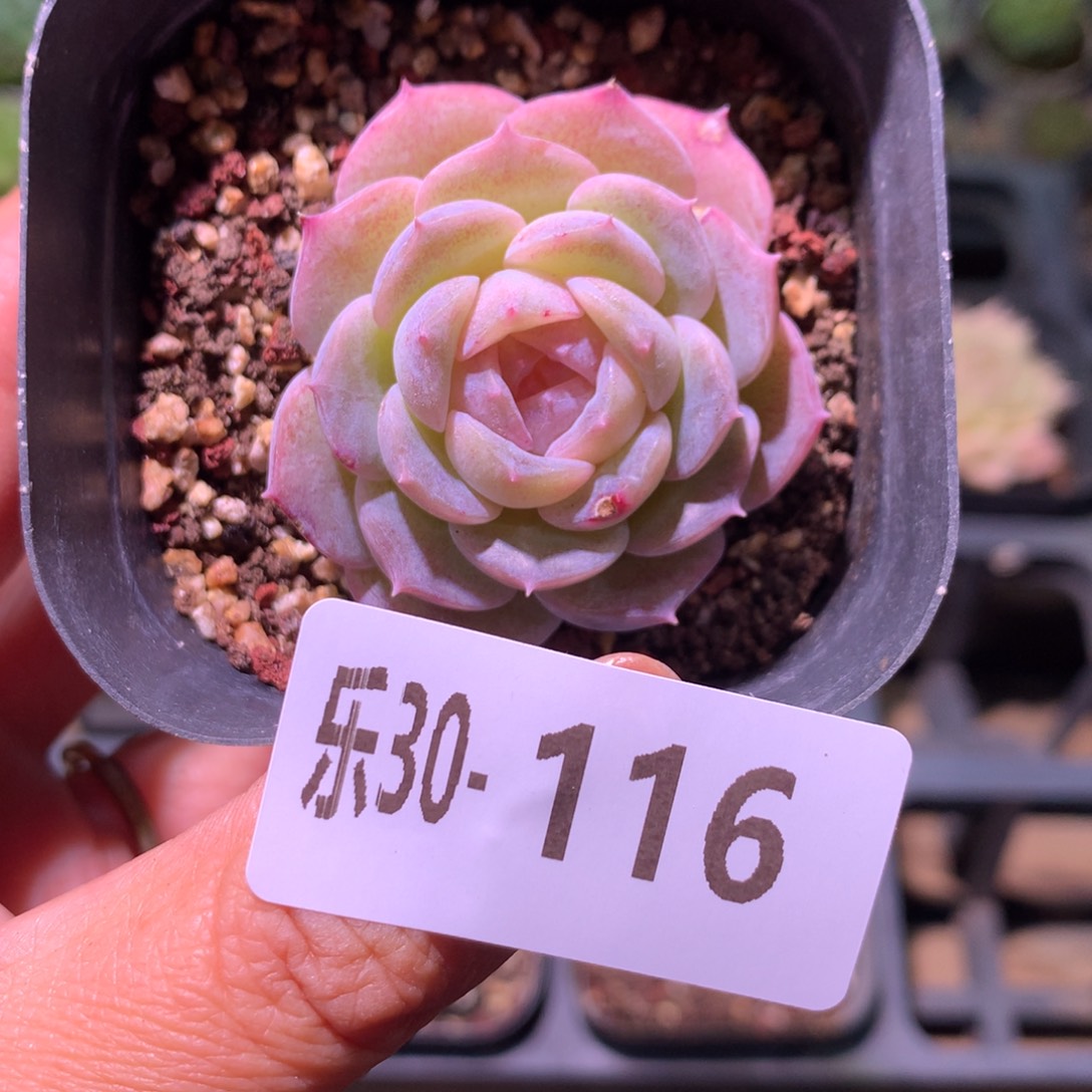 乐然30-116 纯爱单头