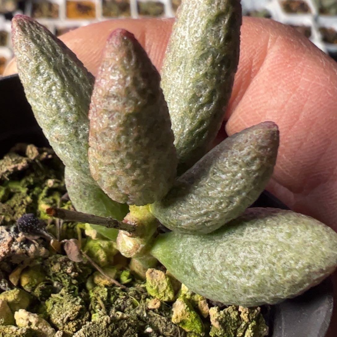 实生新品多肉植物水泡