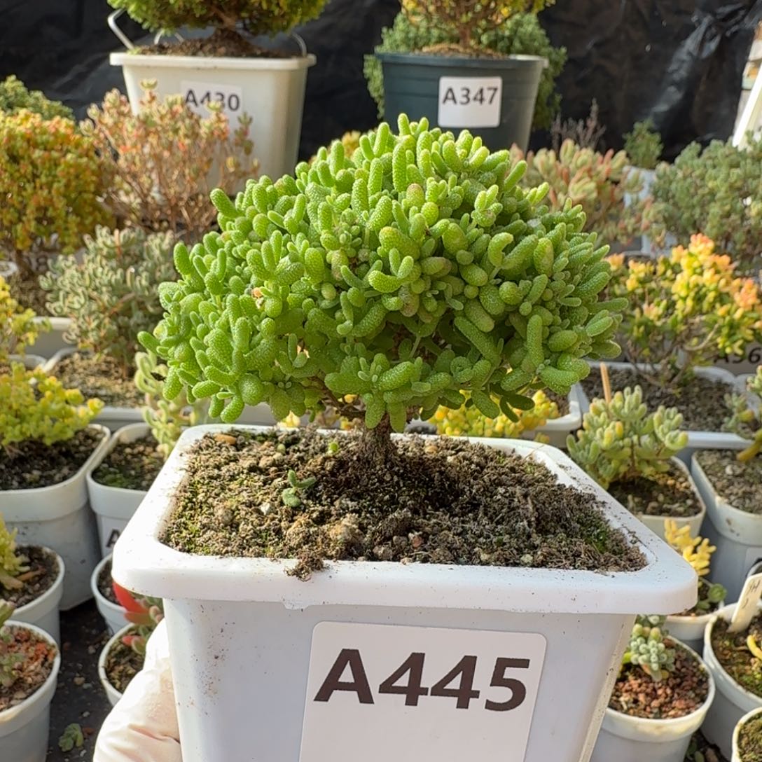 橘***凤A445蜜橘糖球枝干