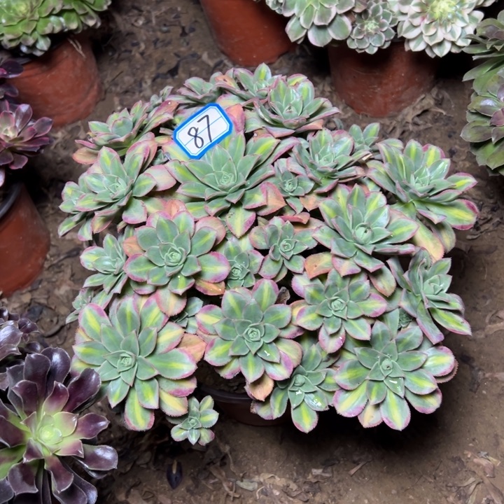 多肉植物星晨87法师