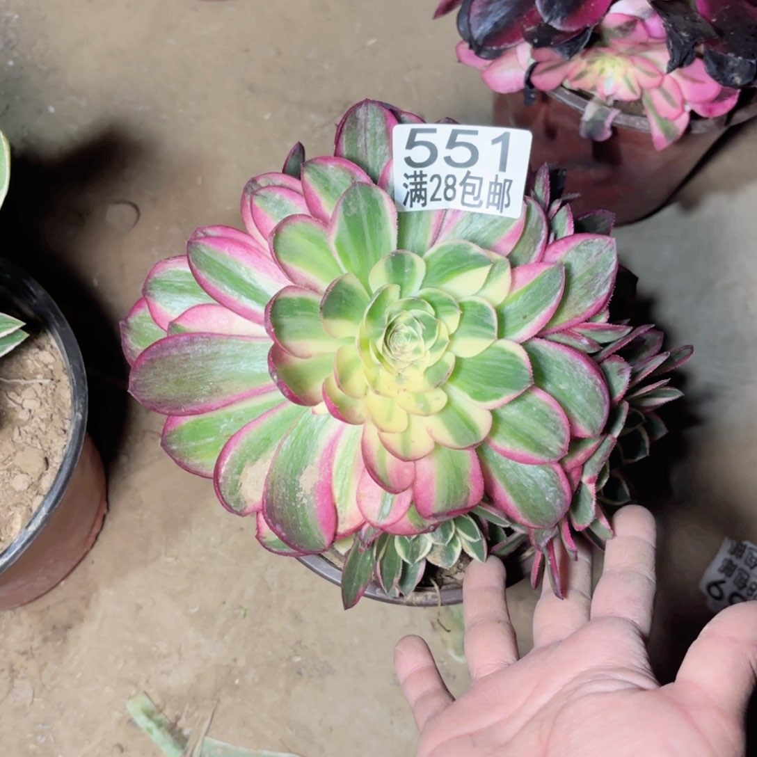 551海王多肉111111