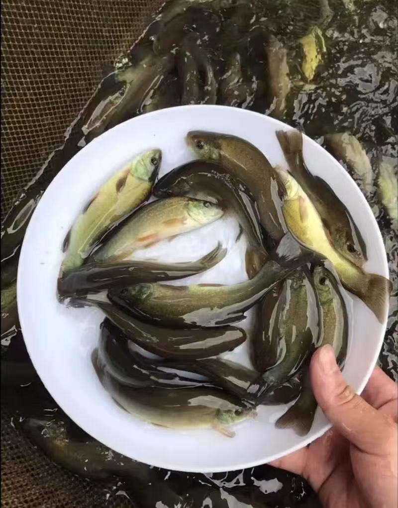 四川发货 丁桂鱼水族观赏宠物活体鱼