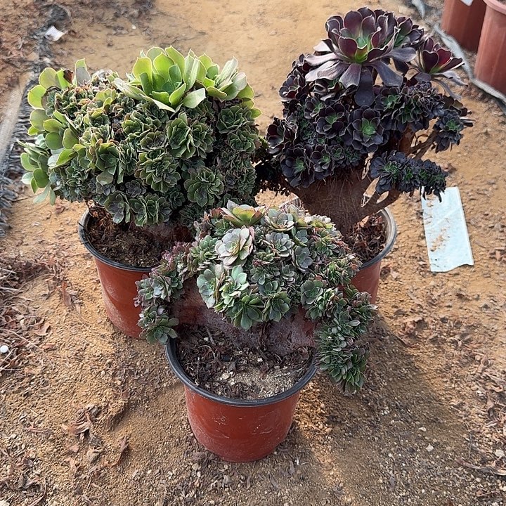 646玫瑰欧紫万缀共3颗呀呀