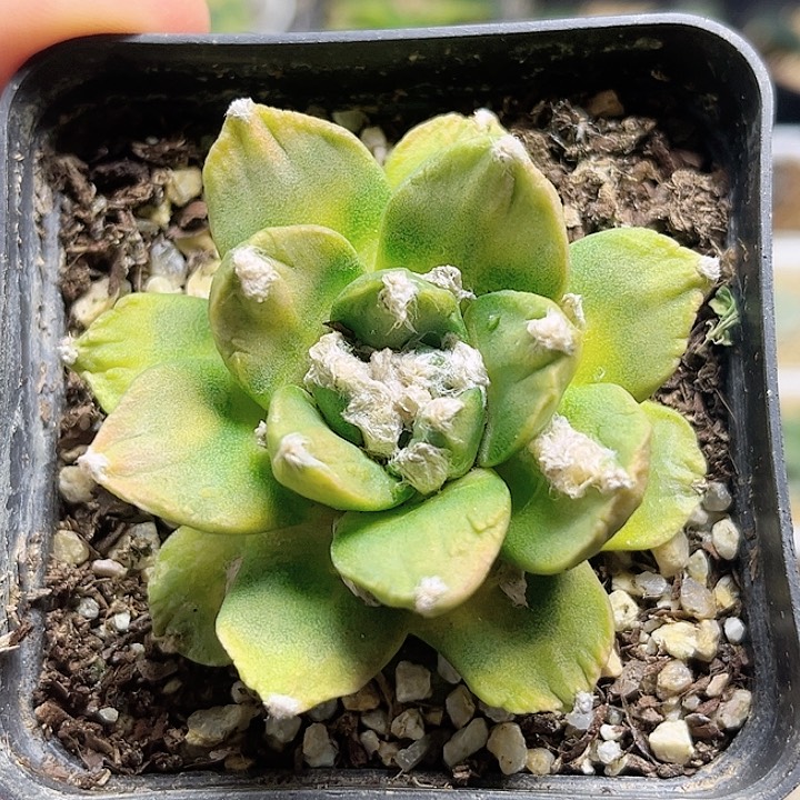 牡丹锦自根养定带盆