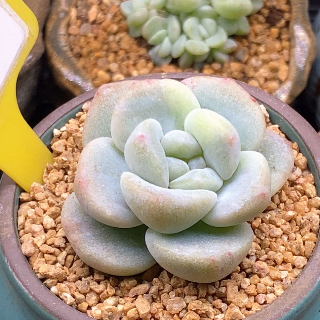 2.72冰玉石化黄锦多肉