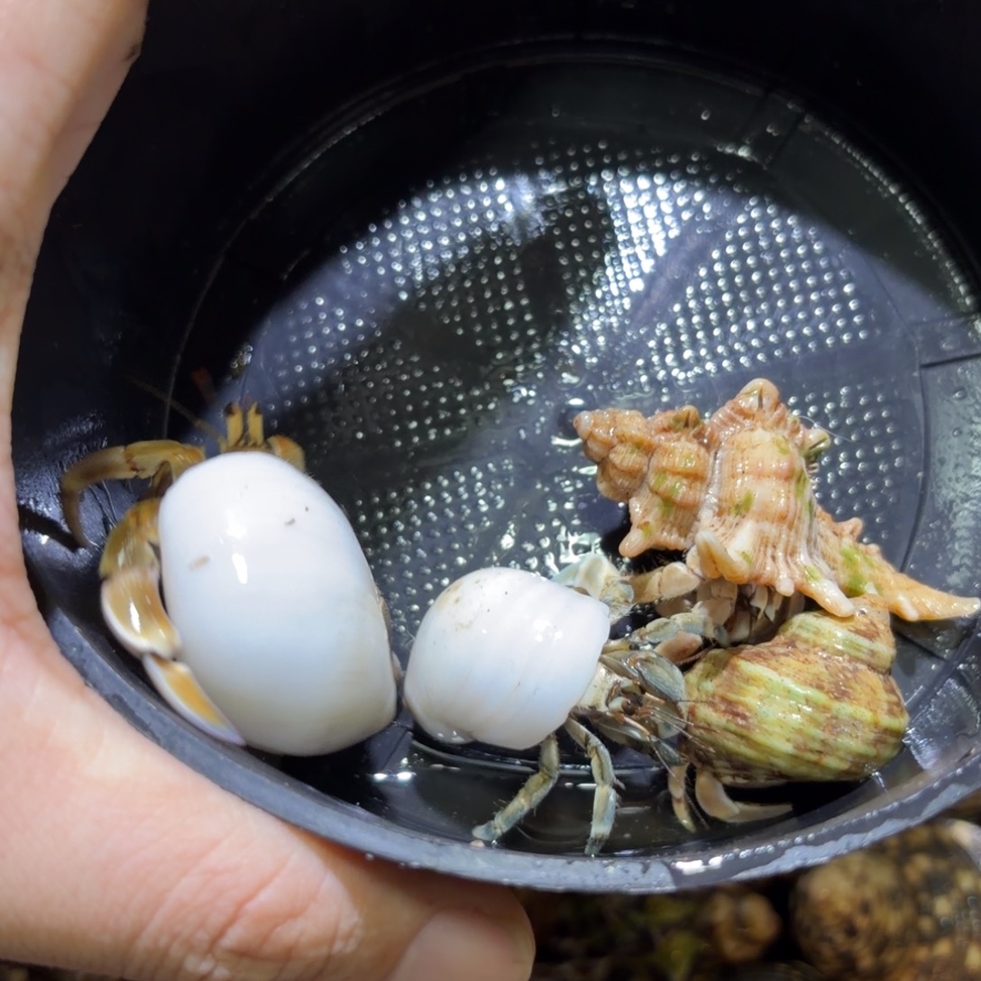 活体寄居蟹 不退不换 10