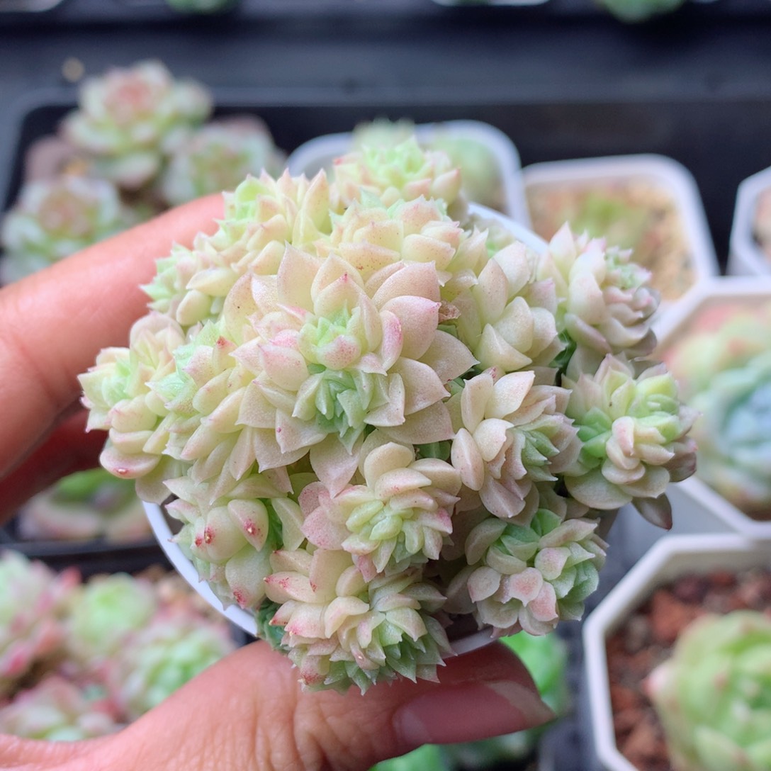 58包邮  群生不包整 120