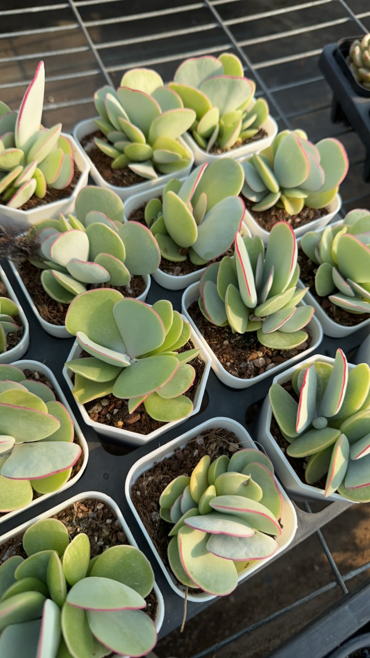 白眉群生多肉植物 脱土