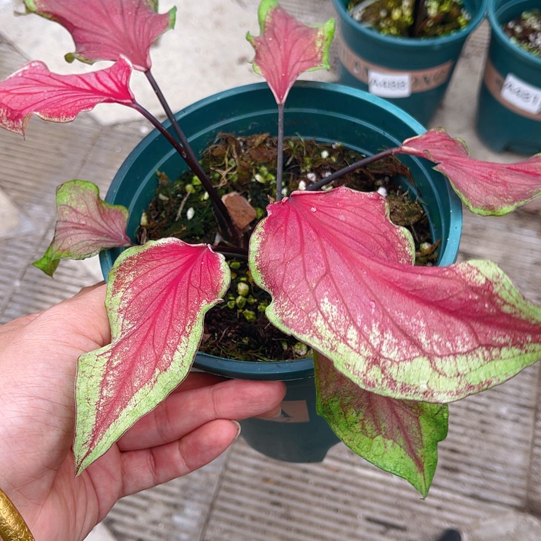 完全开放Y*p泰彩一物一拍472