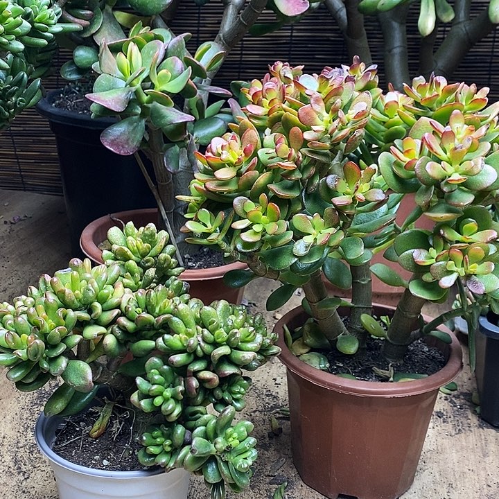 姬红招财组合一物一拍