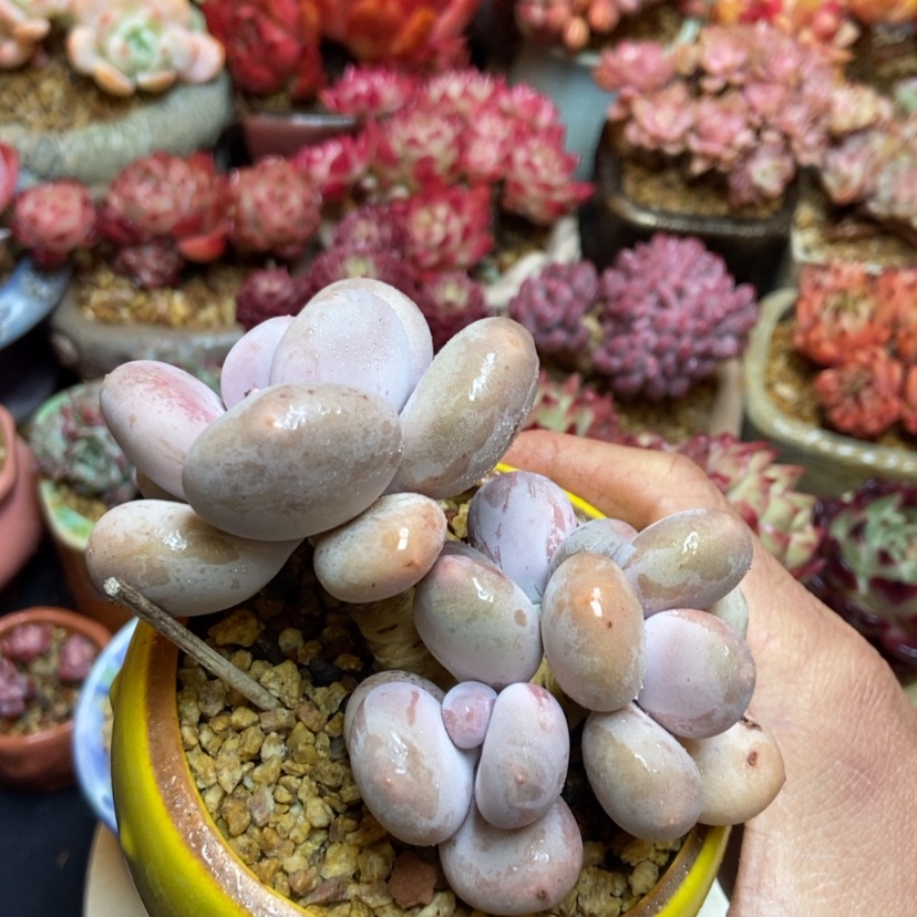 【闪购商品】奶酪群