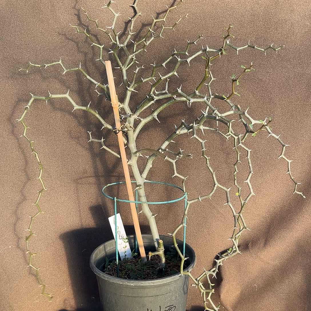 汤圆植物6004弯曲龙