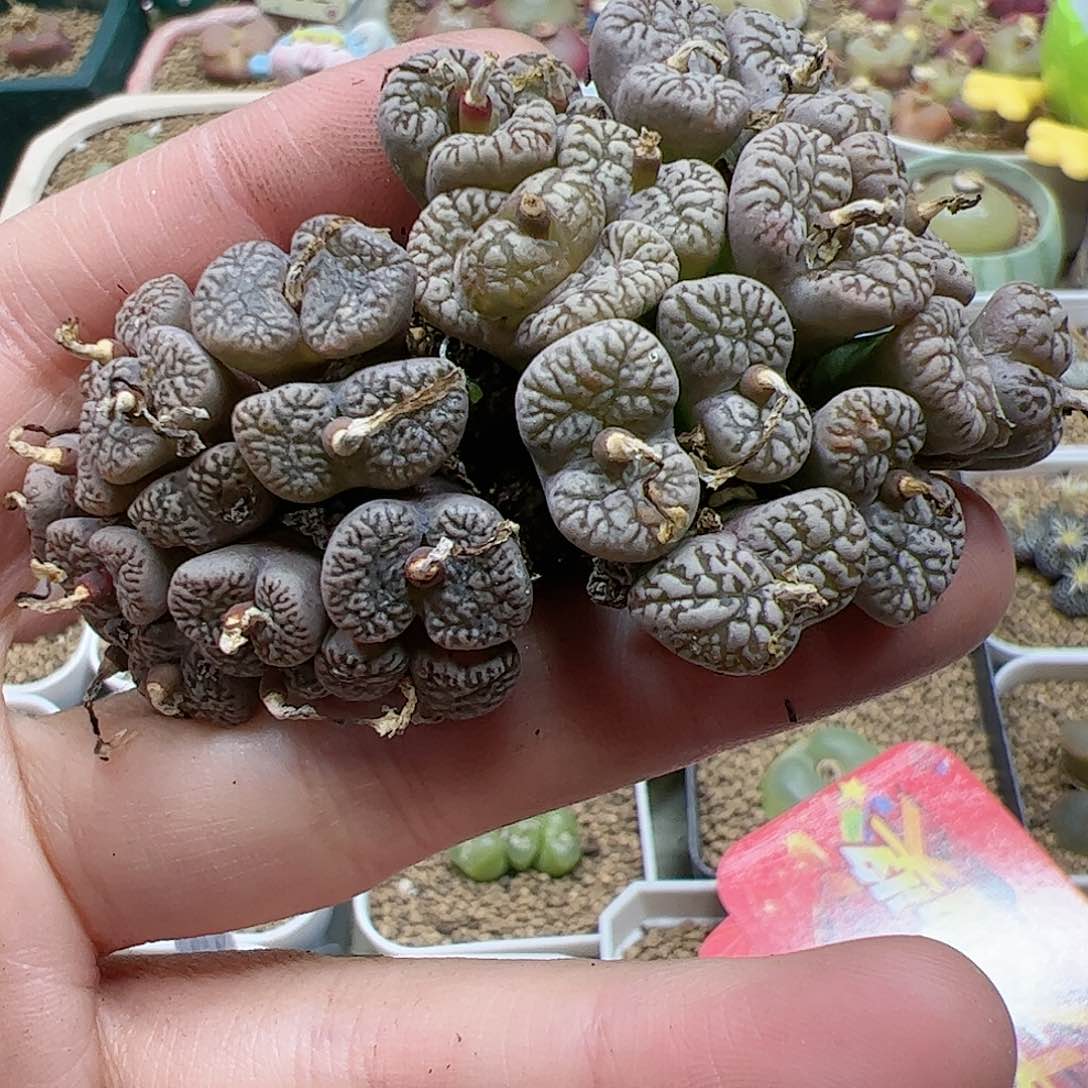 【闪购商品】337 双12福利