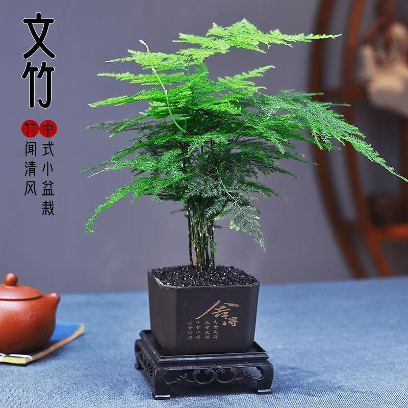 文竹盆栽植物室内客厅办公室绿植花卉桌面小盆景好养四季常青