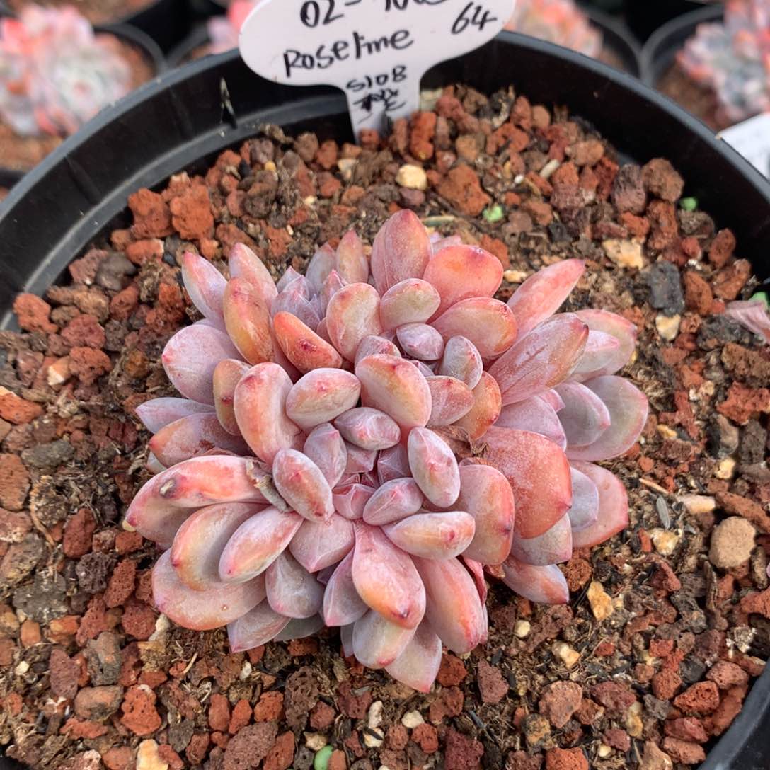 021005 roseline 专拍s108橙梦露