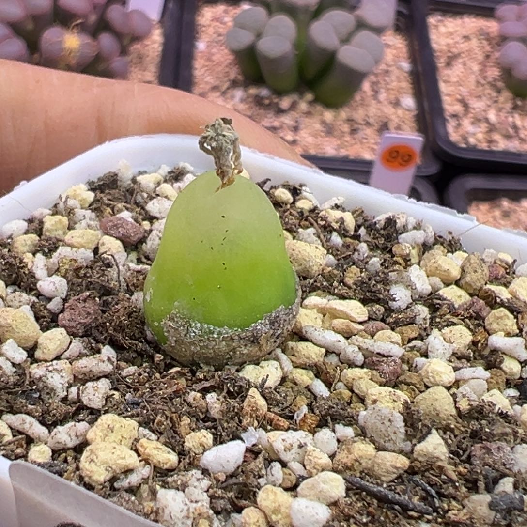319号大葫芦福利特。。。。。。