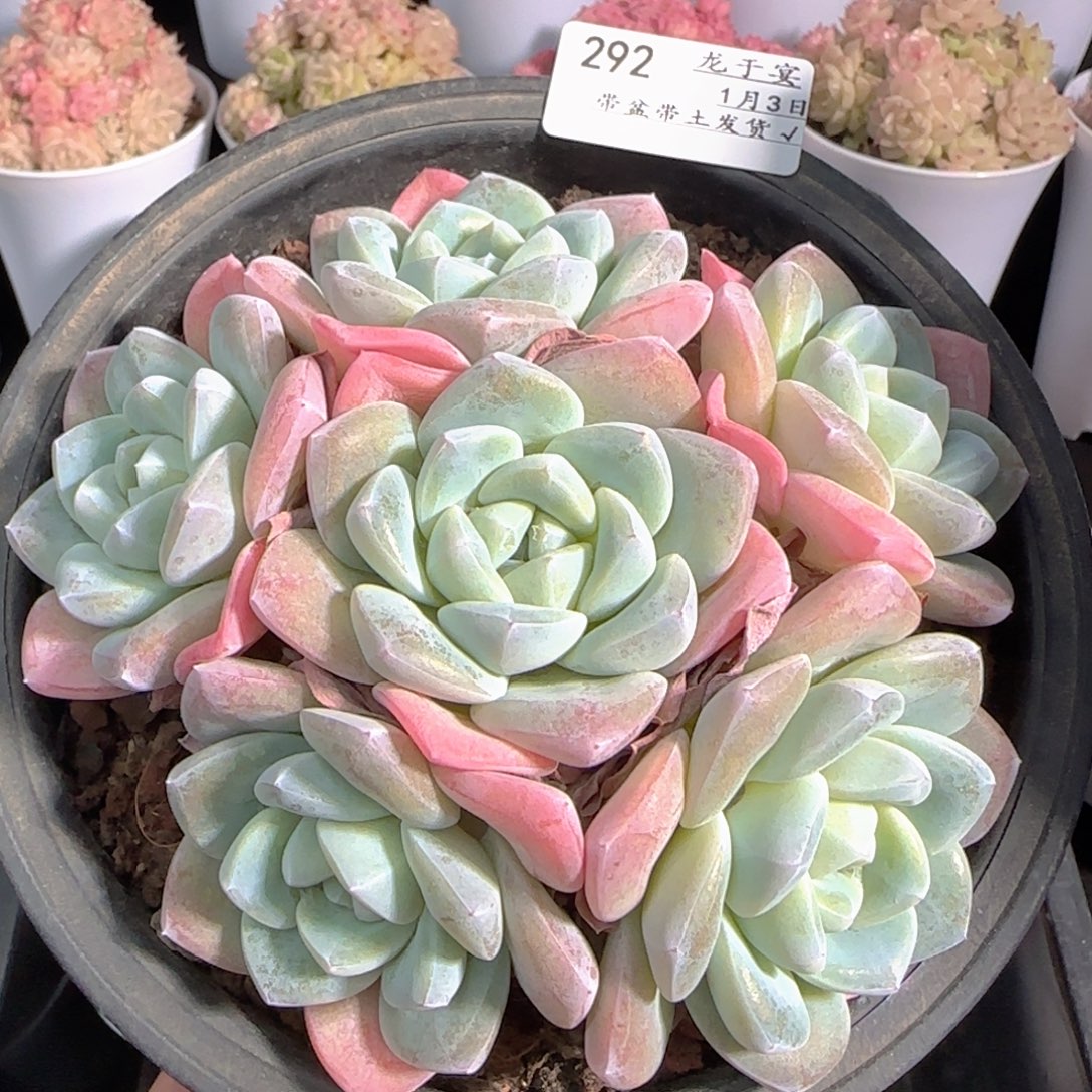 H***y多肉0103-292冰玉