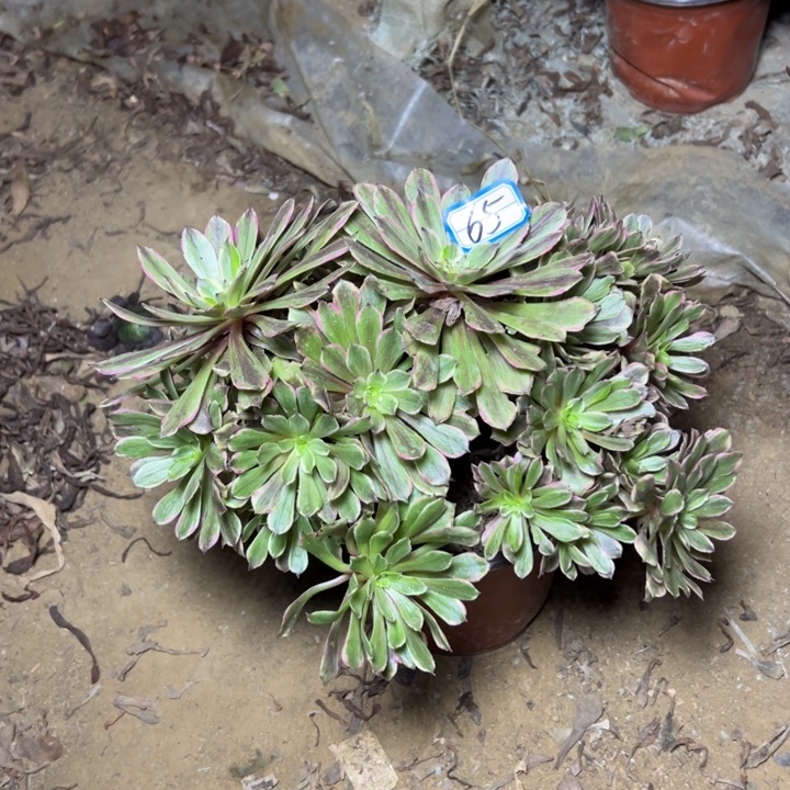 多肉植物花脸粉黛65
