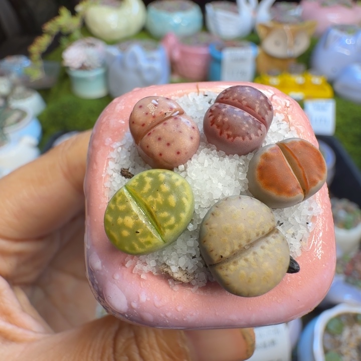 多肉植物开播福利冲1180