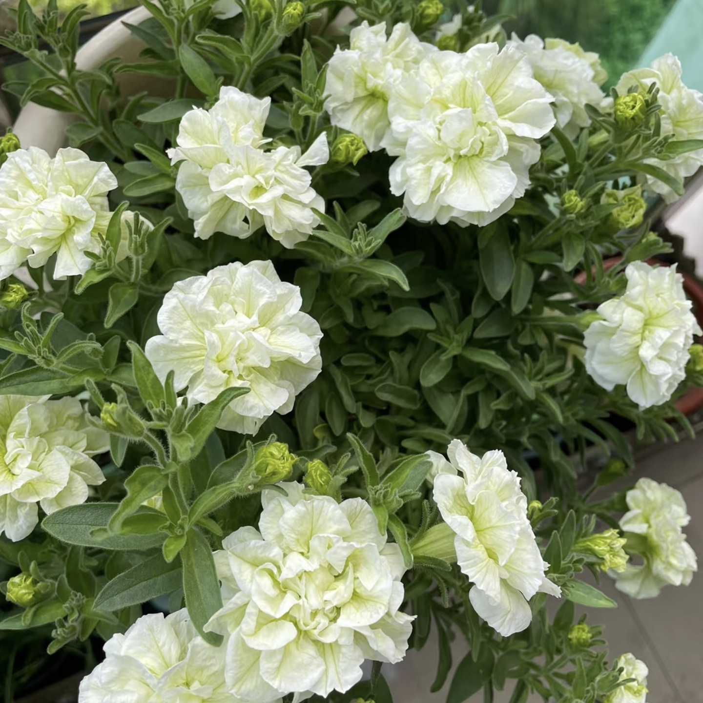 伊丽莎白矮牵牛重瓣丛生盆栽庭院阳台爆花强花卉新手易养护