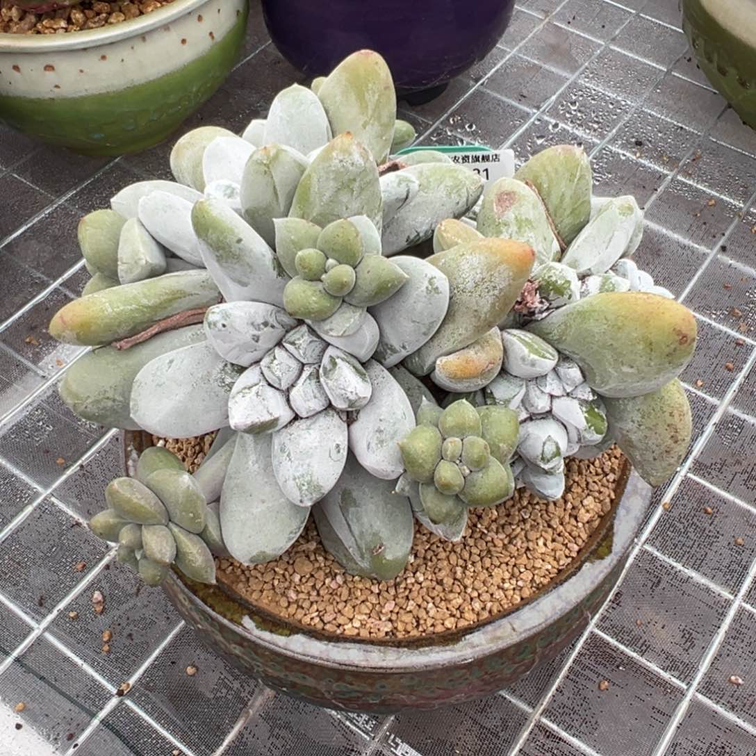 从前慢多肉精选编号0207.81