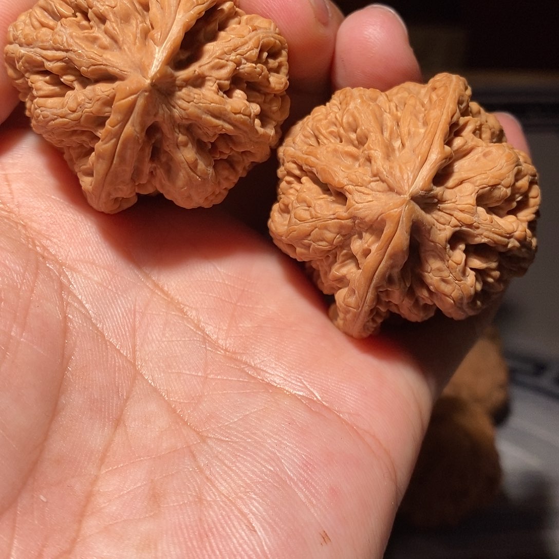 把件文玩核桃016大粗筋42尺全品原装