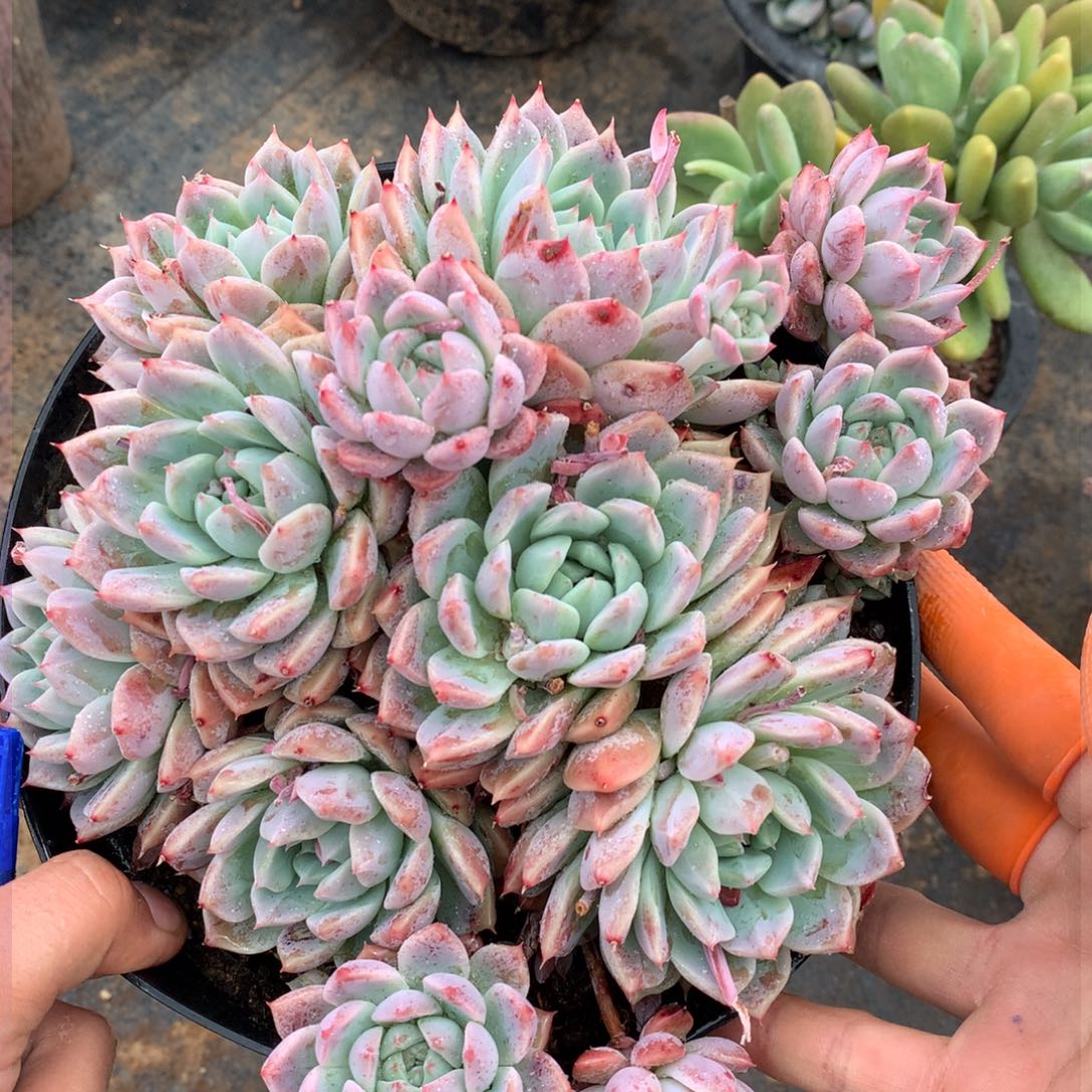 霜花一物一拍18.11