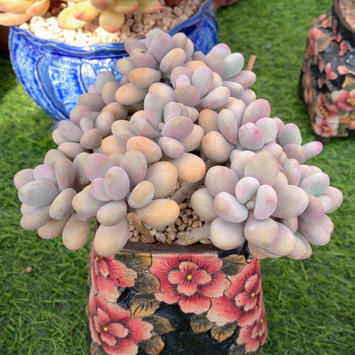 多肉植物 桃蛋一物一拍-4