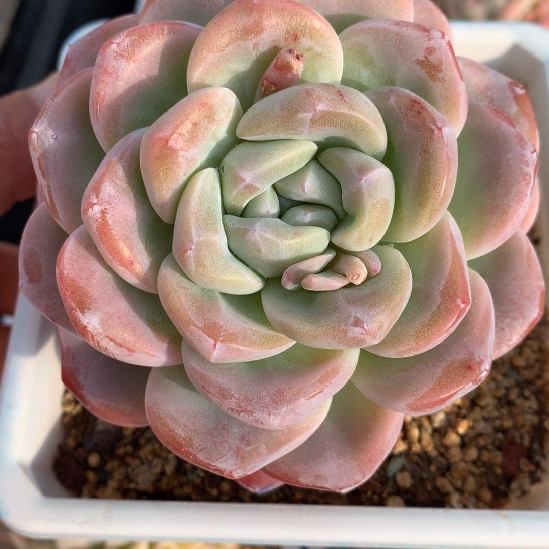精控双头老桩冰玉
