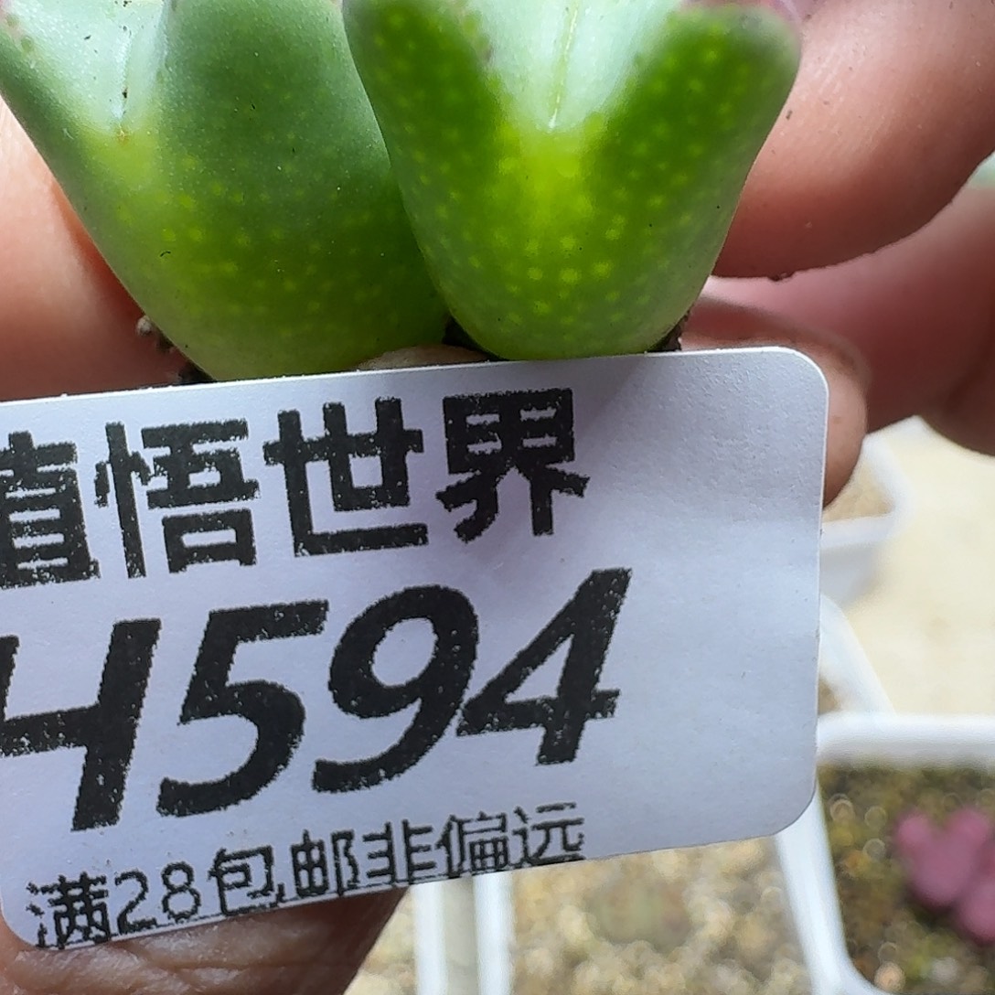 多肉植物的人生fhj