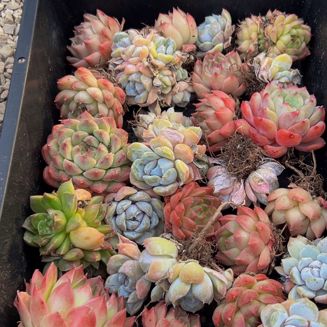 237多肉葡萄领导人的接见