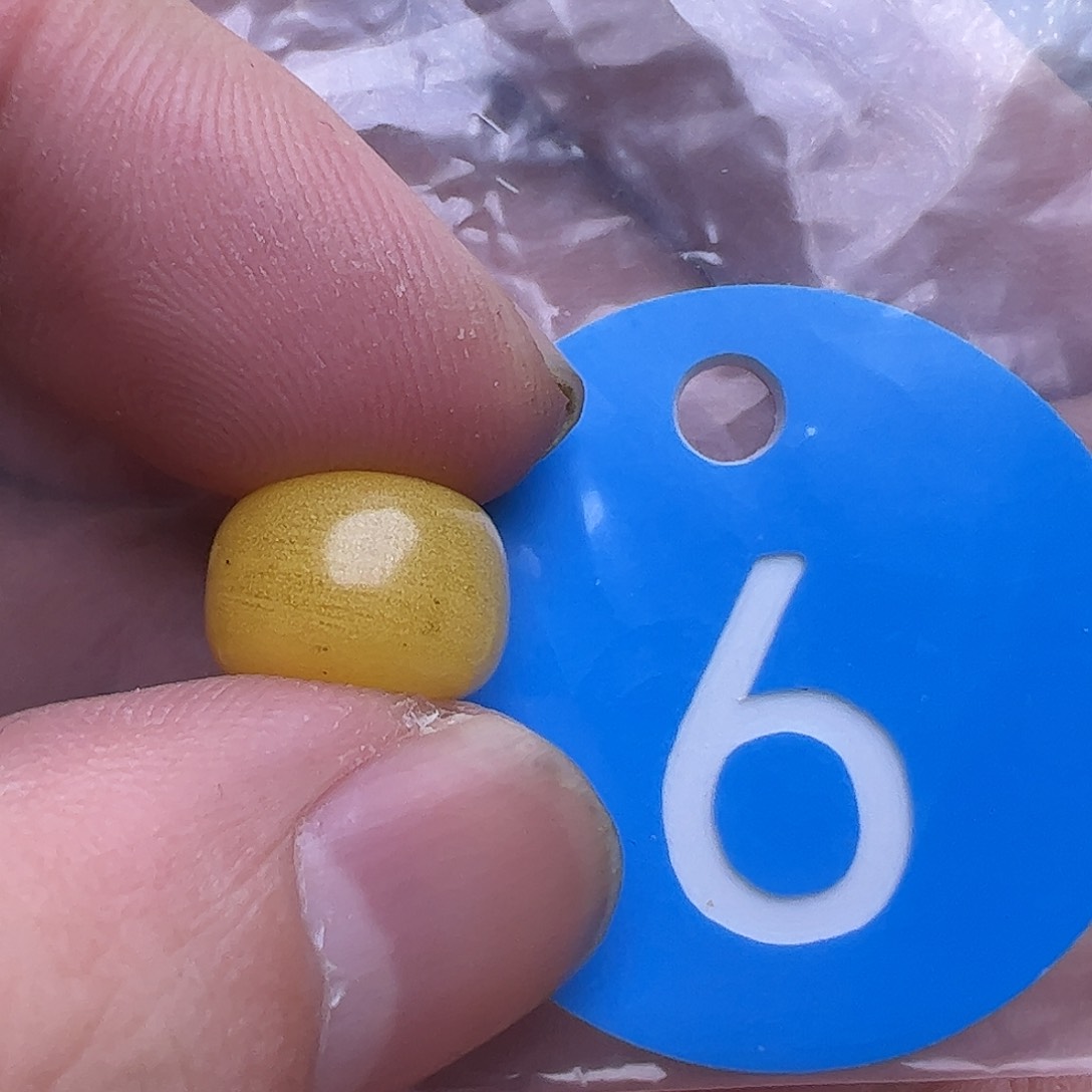 蜜蜡未镶嵌珠宝奇石12.6m m花粉