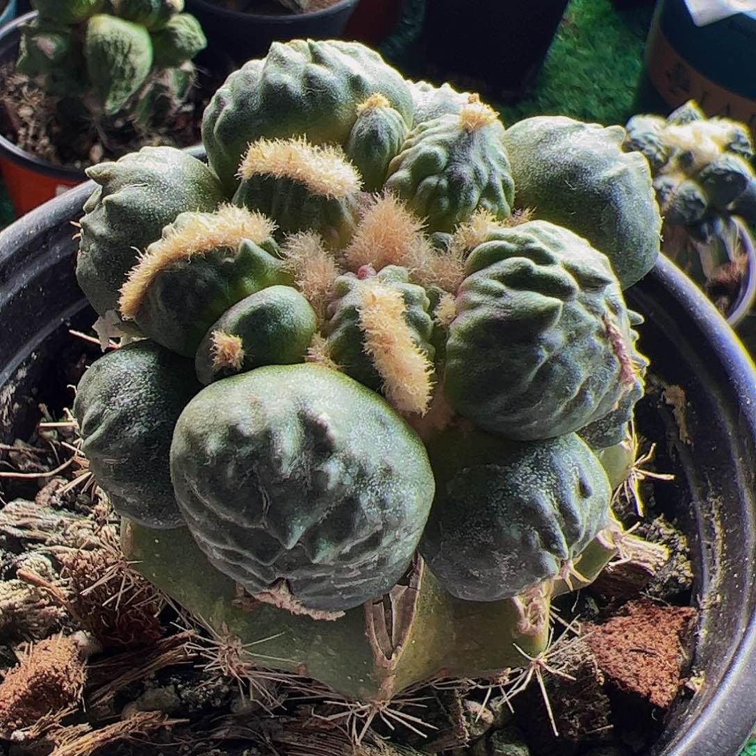 福利蛋尤怒涛牡丹266