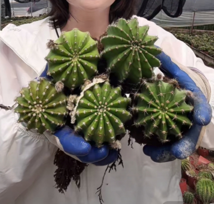 二妹园艺【5颗  实生彩草  实生根】【冠幅保6公分】一单包邮脱土发货