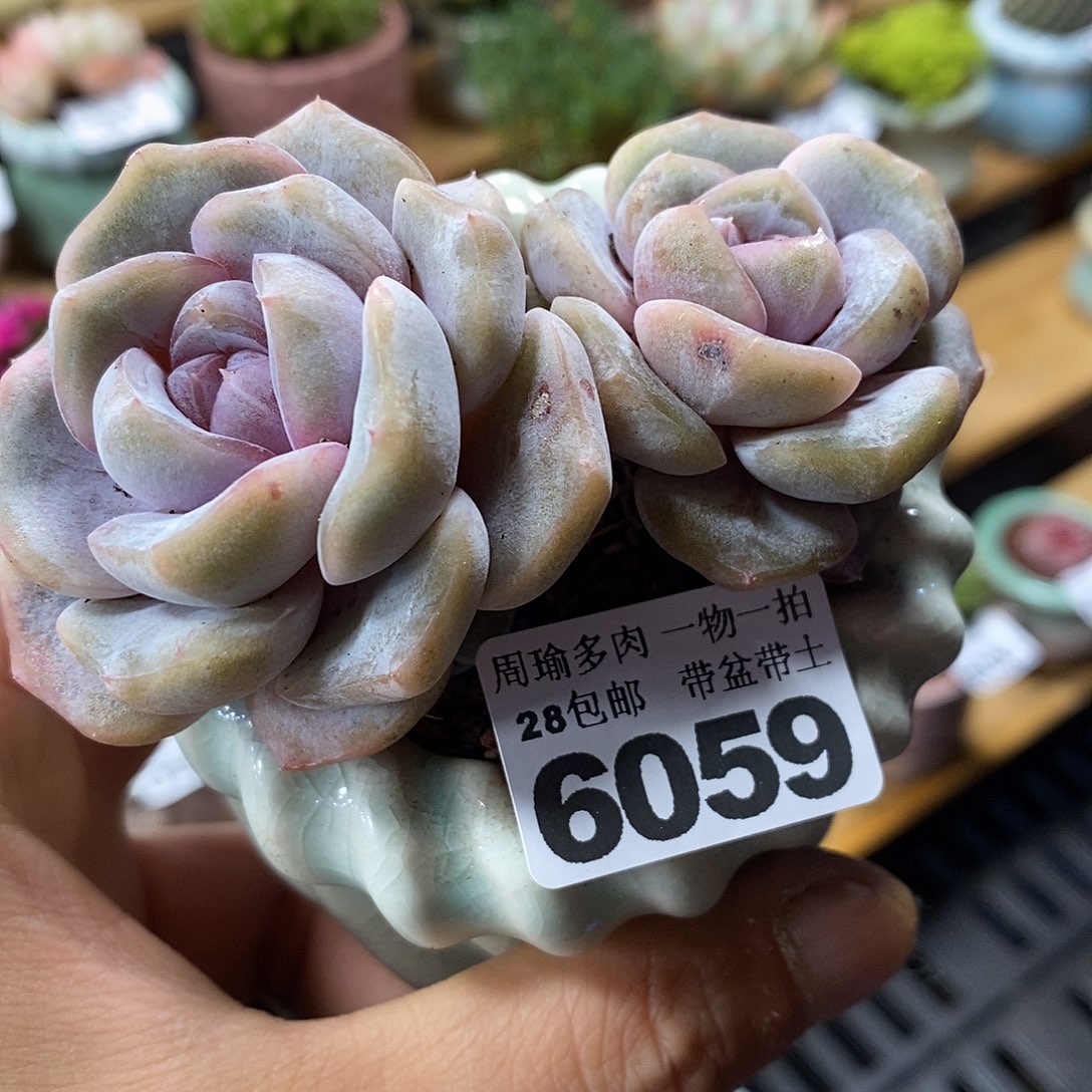 精控多肉植物6059