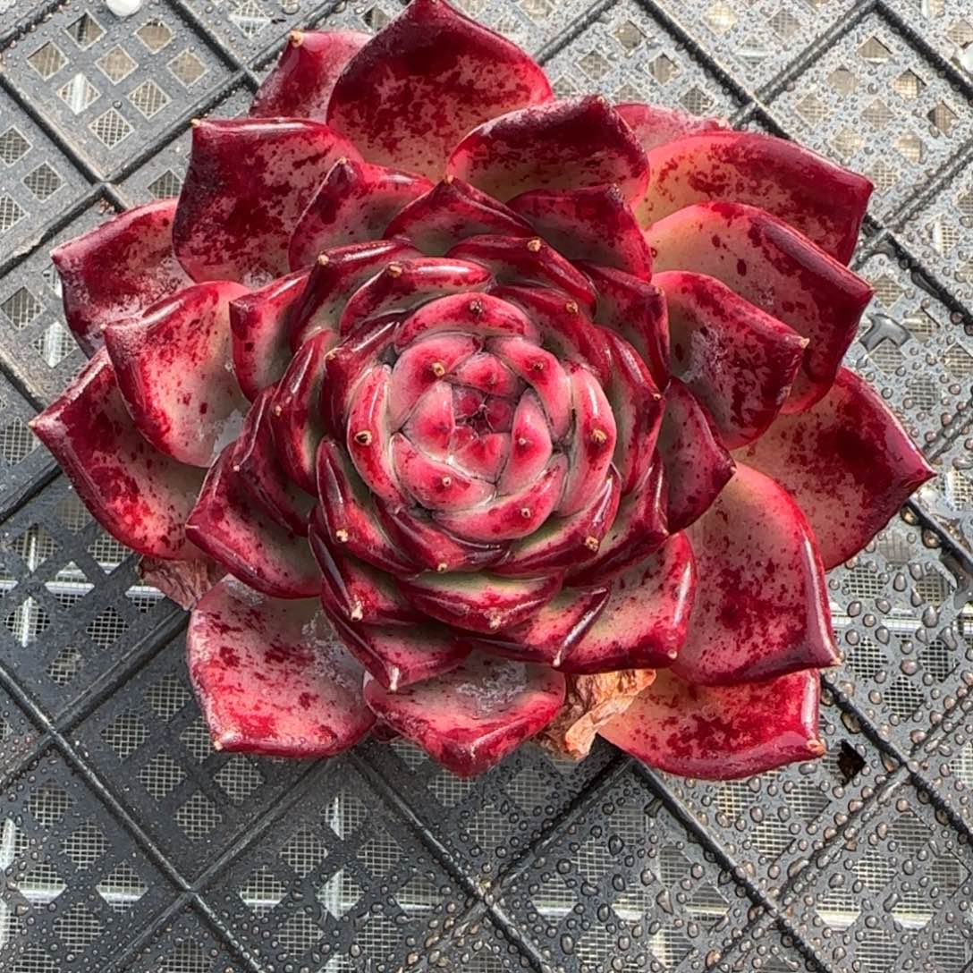 从前慢花园精选红拉糖多肉