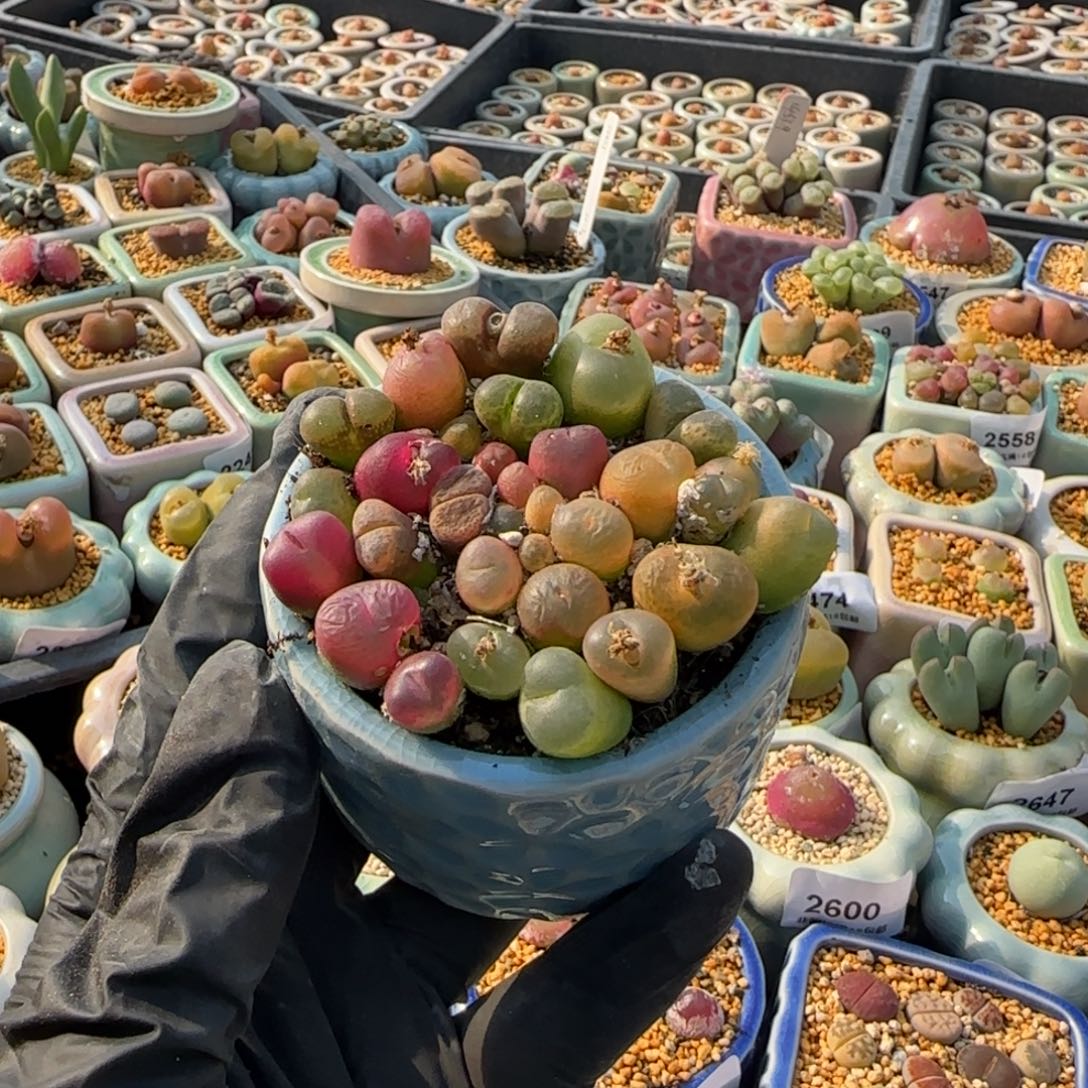 跳***跳2668 -一物一拍 带盆