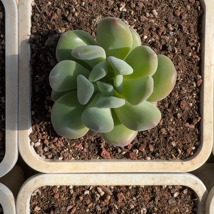 X系列美人新品 一物一拍