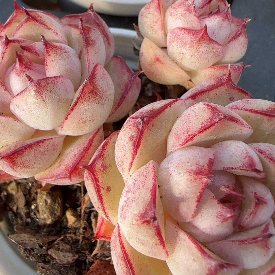 花语逸镜0205-611