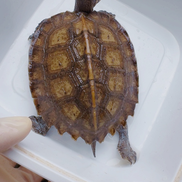 2***。母宠物龟222222222222