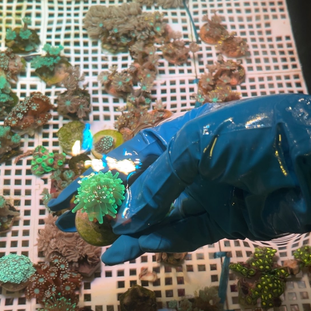 白***‍奶嘴海葵火柴11111