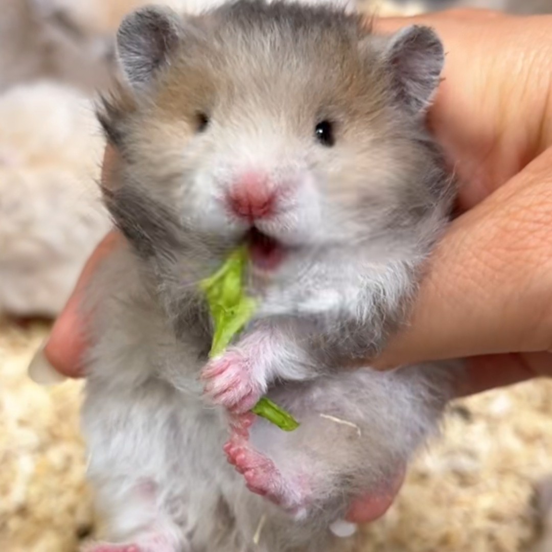 活体家养金丝熊波利直毛卷毛包活包风险腾盒运输